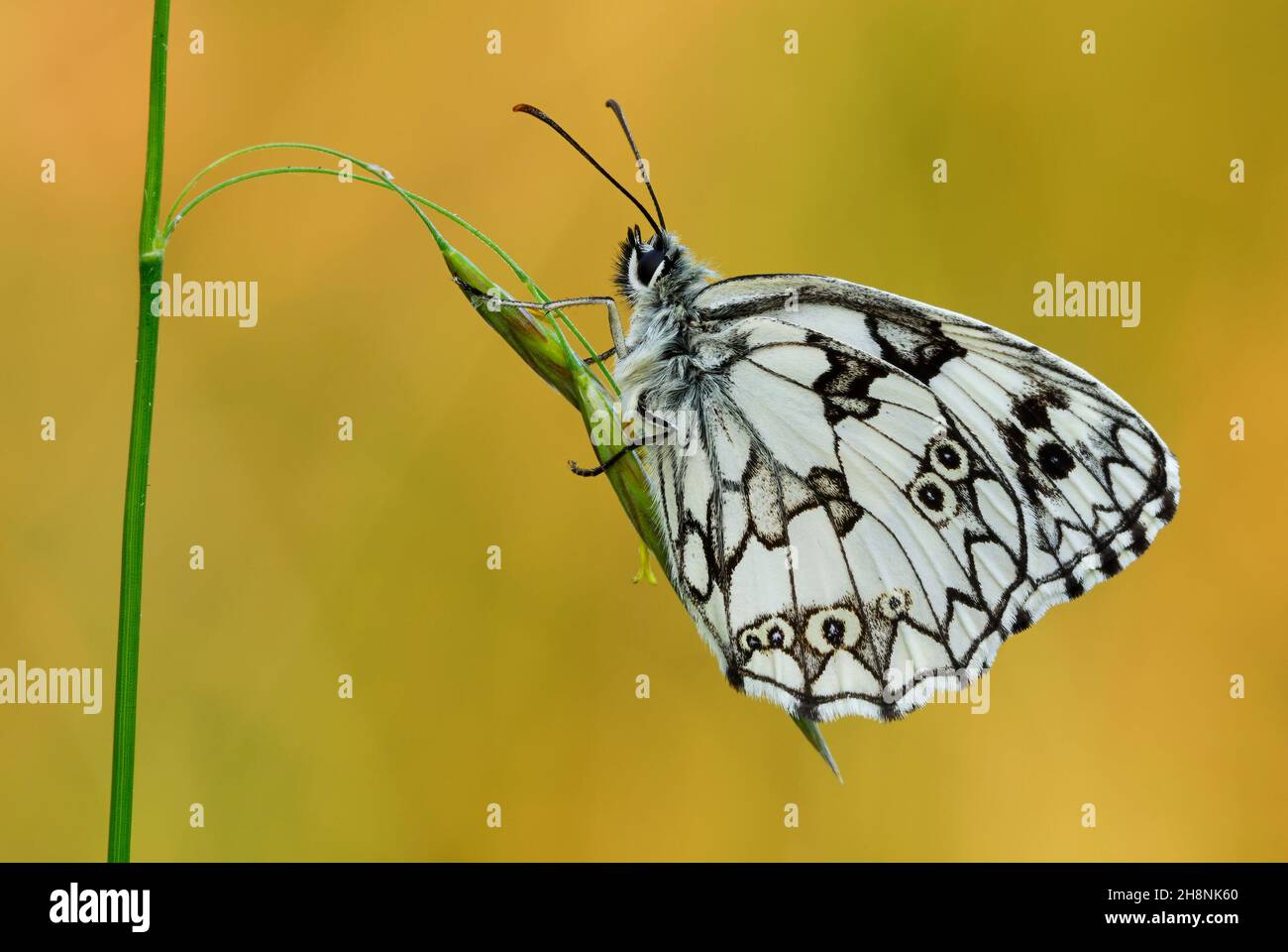 Marbled White butterfly, closeup. Male sitting on a blade of grass at sunrise Backlight.  Blurred natural light background. Genus Melanargia galathea. Stock Photo