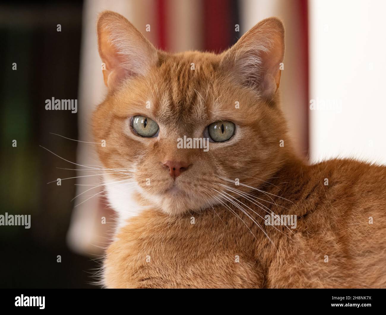 Closeup shot cute cat hi-res stock photography and images - Alamy