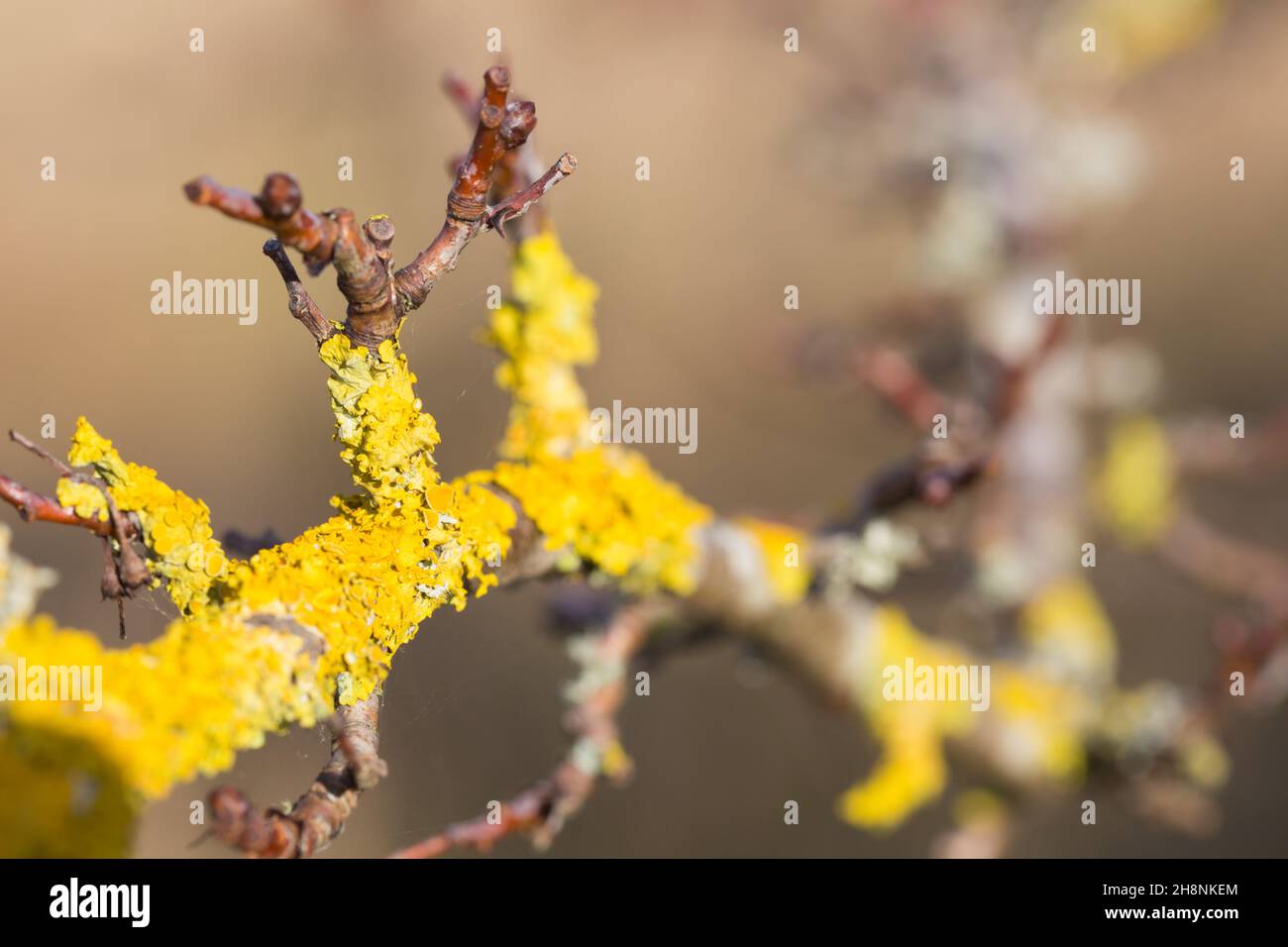 Yellow scale lichens (Xanthoria Parietina) growing on a blackthorn bush in a british meadow Stock Photo