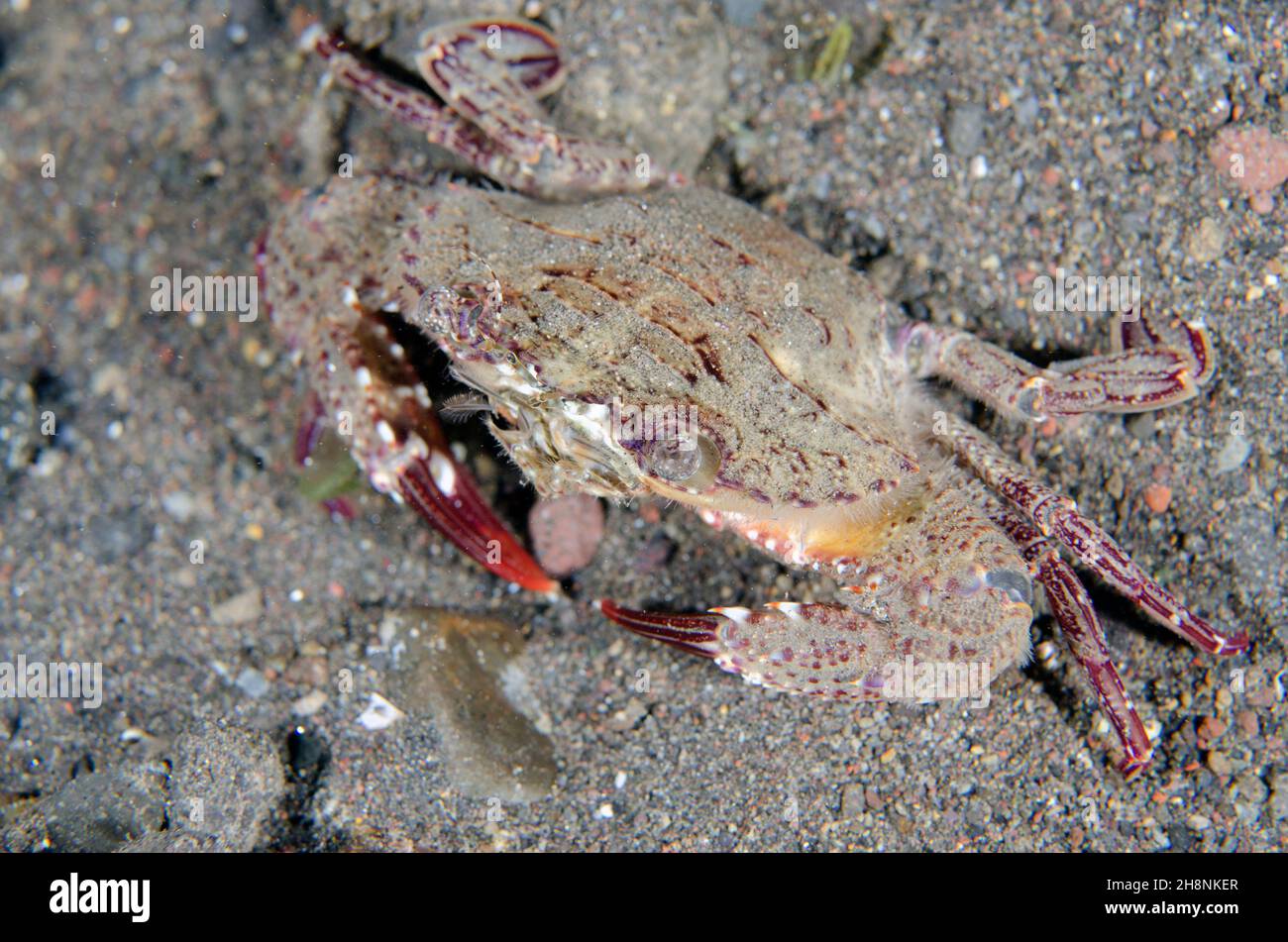 Swimming Crab, Portunidae Family, night dive, Melasti dive site, Amed, Karangasem Regency, Bali, Indonesia, Indian Ocean Stock Photo