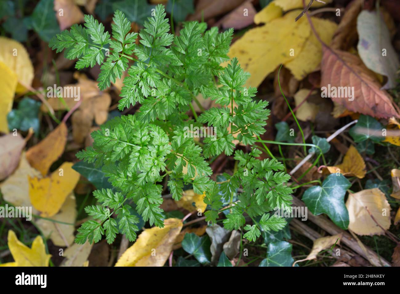 Young cow parsley (anthriscus sylvestris) plant growing on woodland