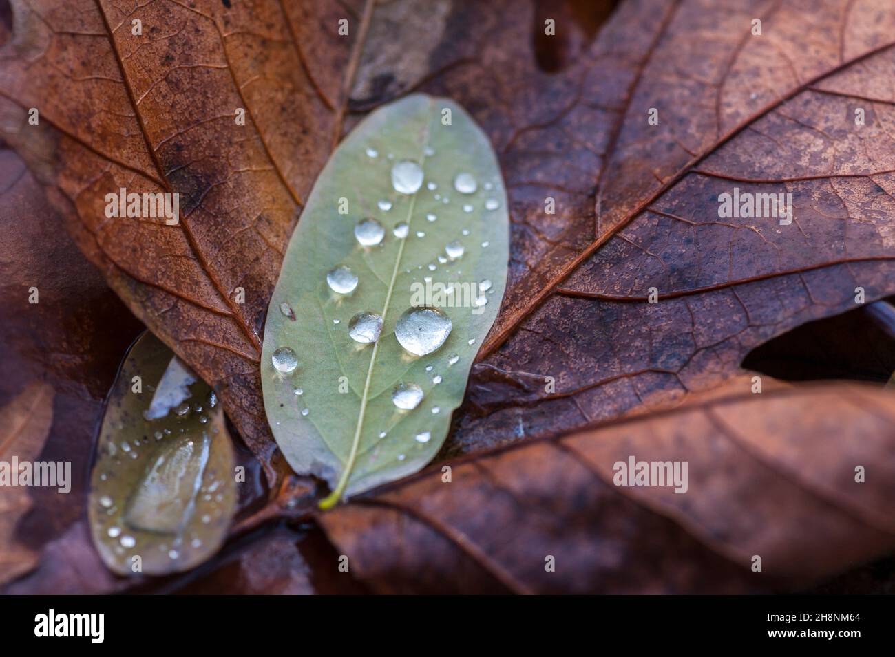 Raindrops on a green leaf Stock Photo