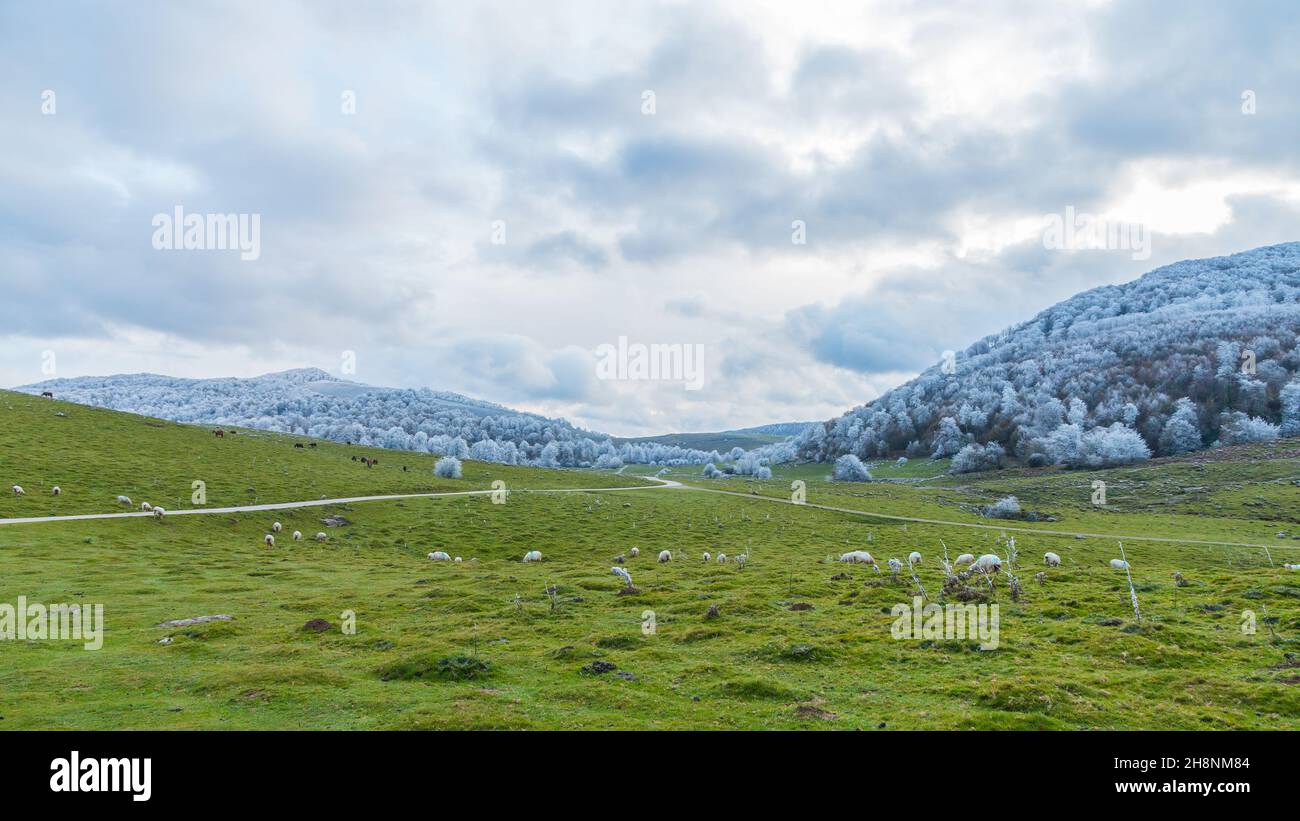 Cattle grazing in the green fields Stock Photo - Alamy