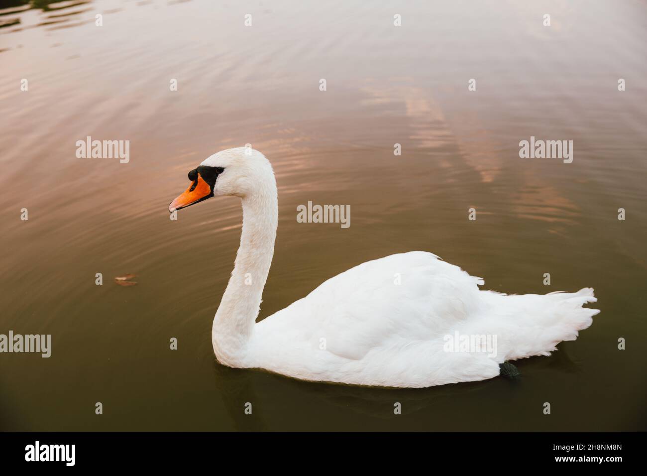 White swan on a lake. Stock Photo