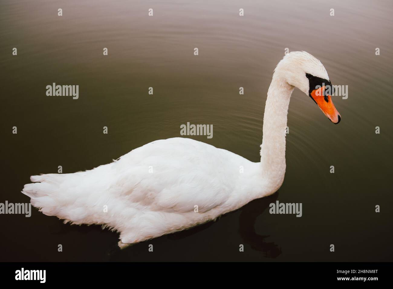 White swan on a lake. Stock Photo