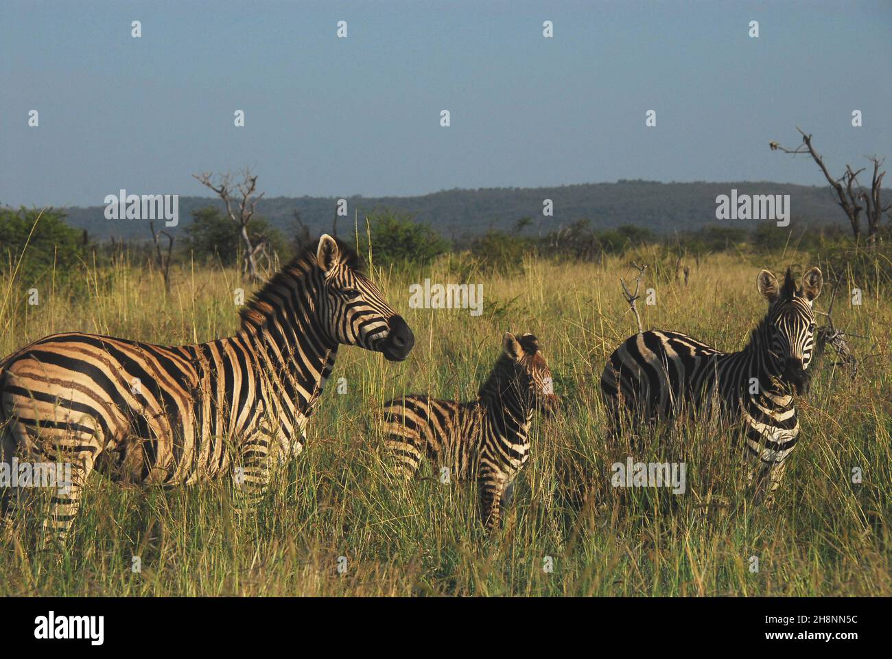 A wonderful image of a wild Zebra mother, father and colt alone as a family, standing in tall grass. Shot while on safari in South Africa. Stock Photo