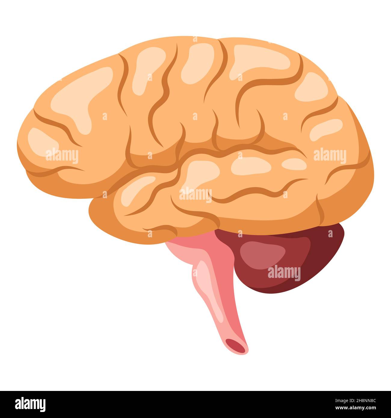 Illustration of brain internal organ. Human body anatomy. Health care and medical icon Stock