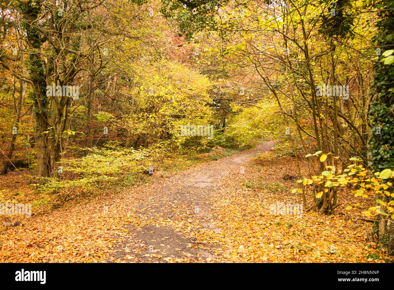 The Crown Estate, Prince's Coverts Oxshott ancient woodland, Surrey