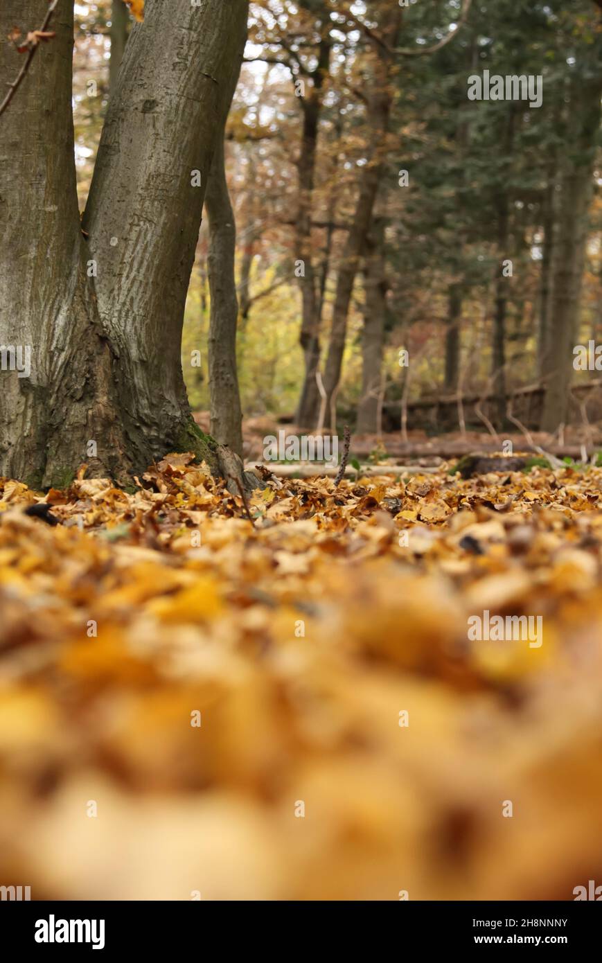 The Crown Estate, Prince's Coverts Oxshott ancient woodland, Surrey