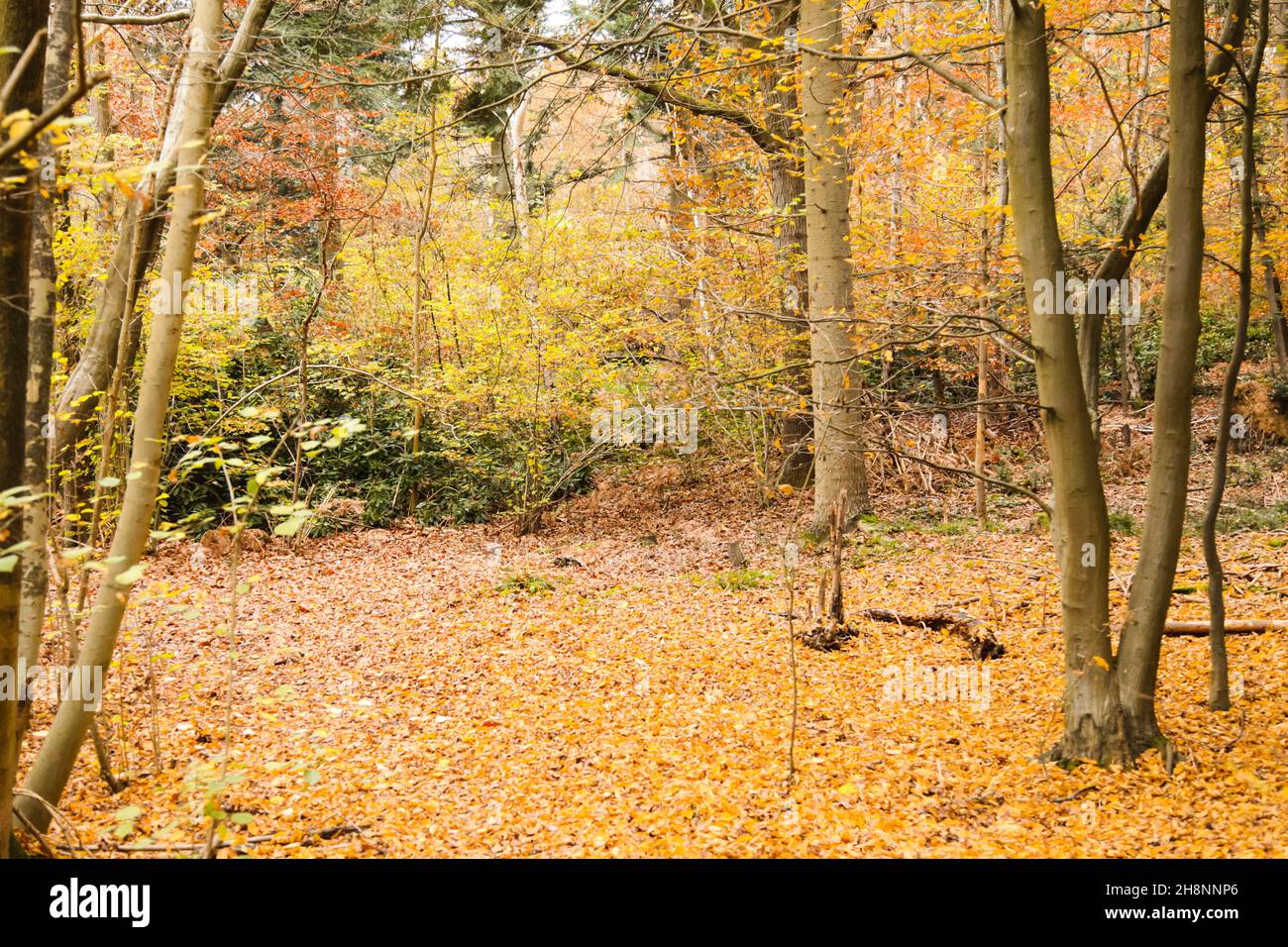 The Crown Estate, Prince's Coverts Oxshott ancient woodland, Surrey