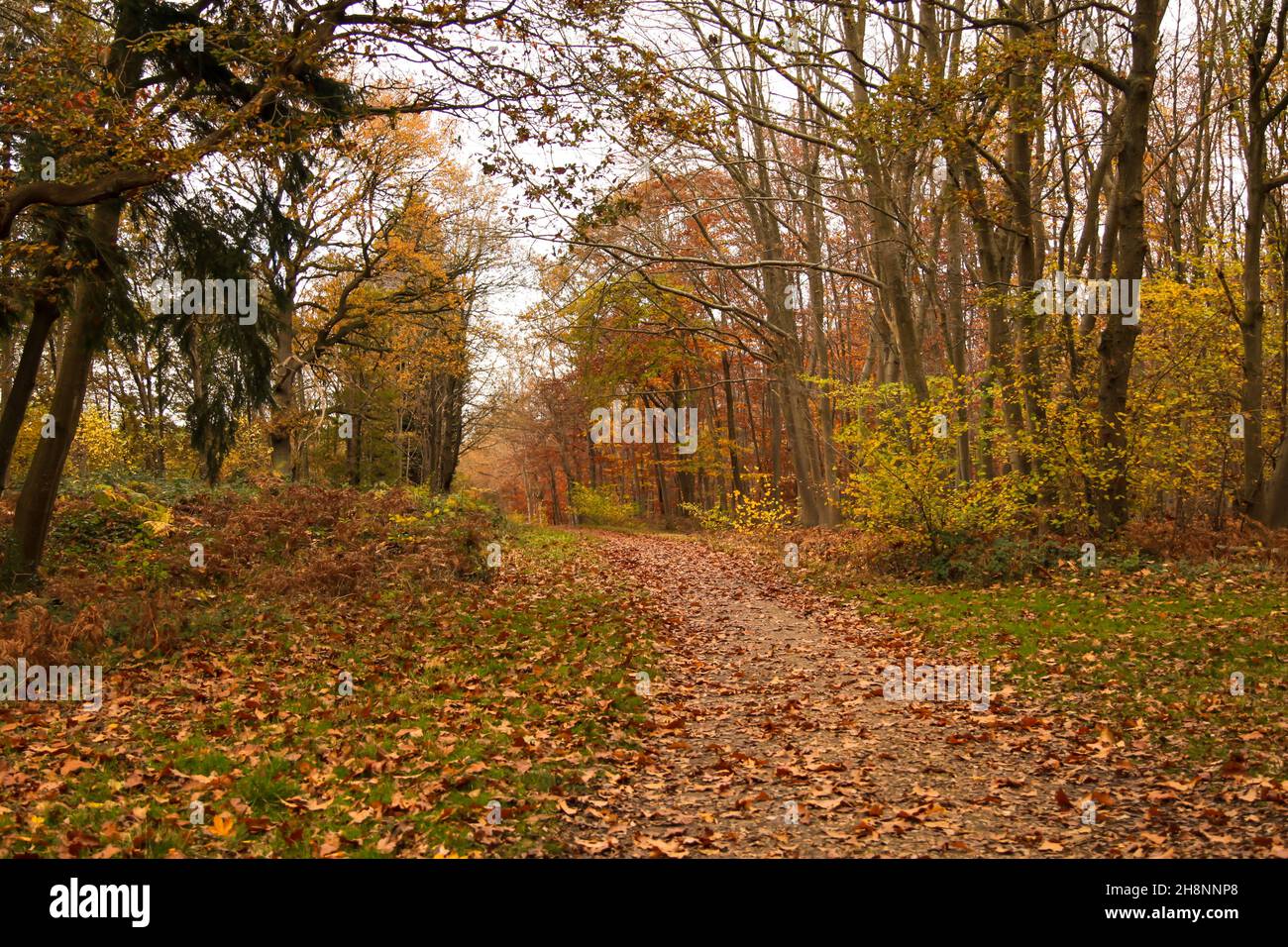 The Crown Estate, Prince's Coverts Oxshott ancient woodland, Surrey