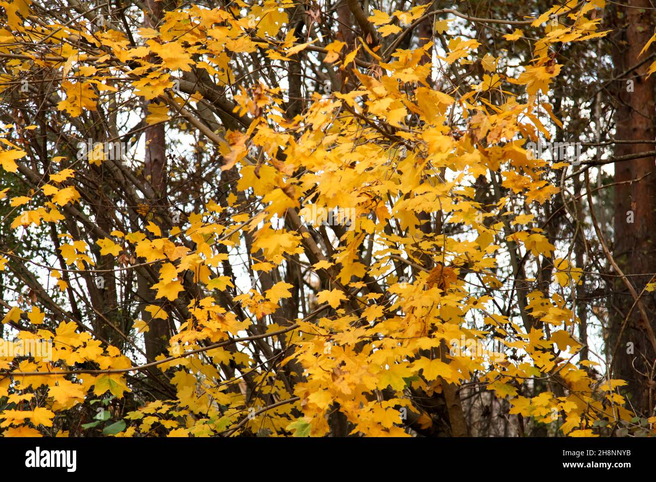 Autumn leaves, Prince's Coverts Oxshott ancient woodland, Surrey, England, UK, Autumn November 2021 Stock Photo