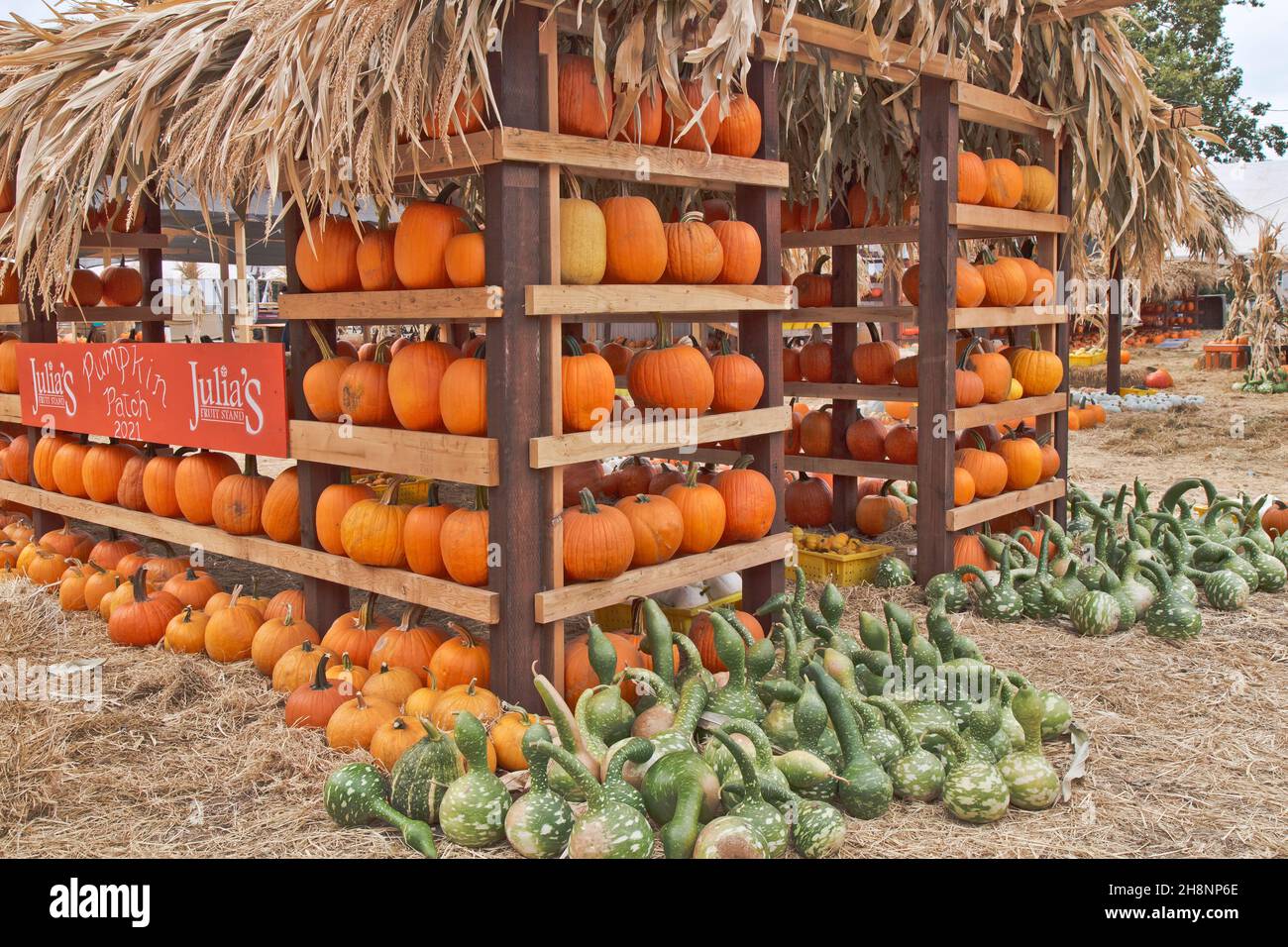 Pumpkin Patch, farm stand displaying pumpkins, gourds & Speckled Swan gourds  'Cucurbita pepo'. Stock Photo