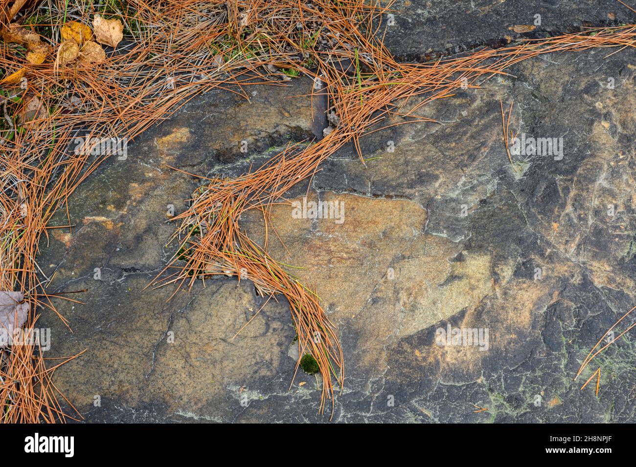 Evidence of revegetation project on exposed rocks along Gibson Road- Fallen leaves and pine needles, Greater Sudbury, Ontario, Canada Stock Photo