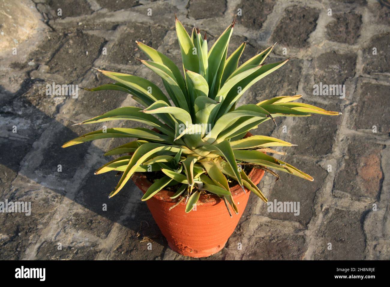 Lion's tail (Agave attenuata) plant in a flower pot : (pix SShukla) Stock Photo