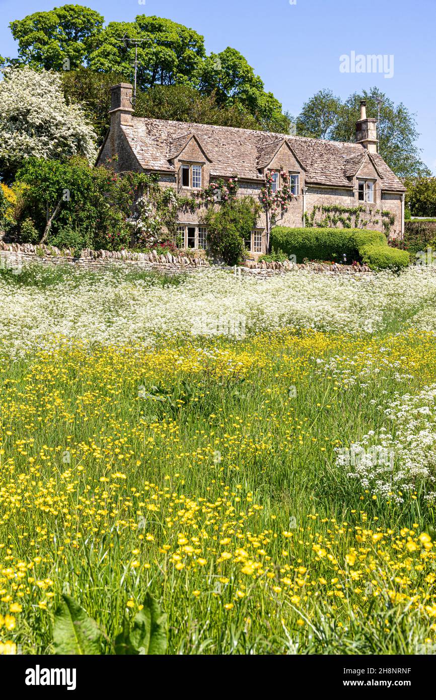 Buttercups flowering on the green in front of a traditional stone cottage in the Cotswold village of Hampnett, Gloucestershire UK Stock Photo