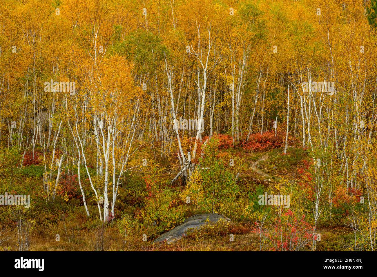 Biodiversity in the Sudbury Basin- Autumn trees, Greater Sudbury, Ontario, Canada Stock Photo