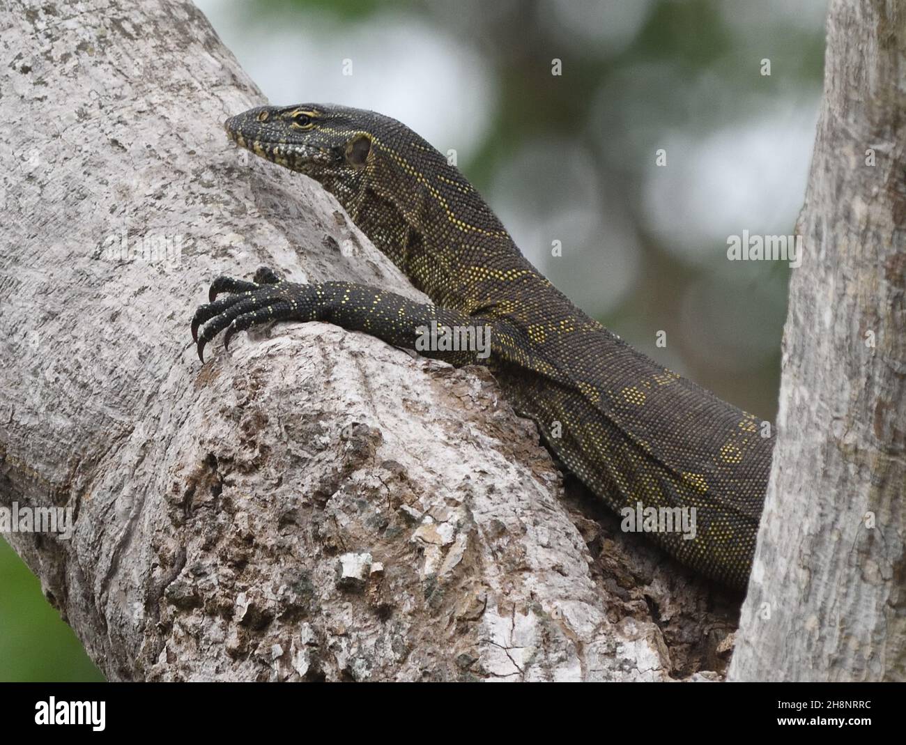 A Nile monitor (Varanus niloticus) climbs a tree in the Abuko National Park nature reserve. Abuko, The Republic of the Gambia. Stock Photo
