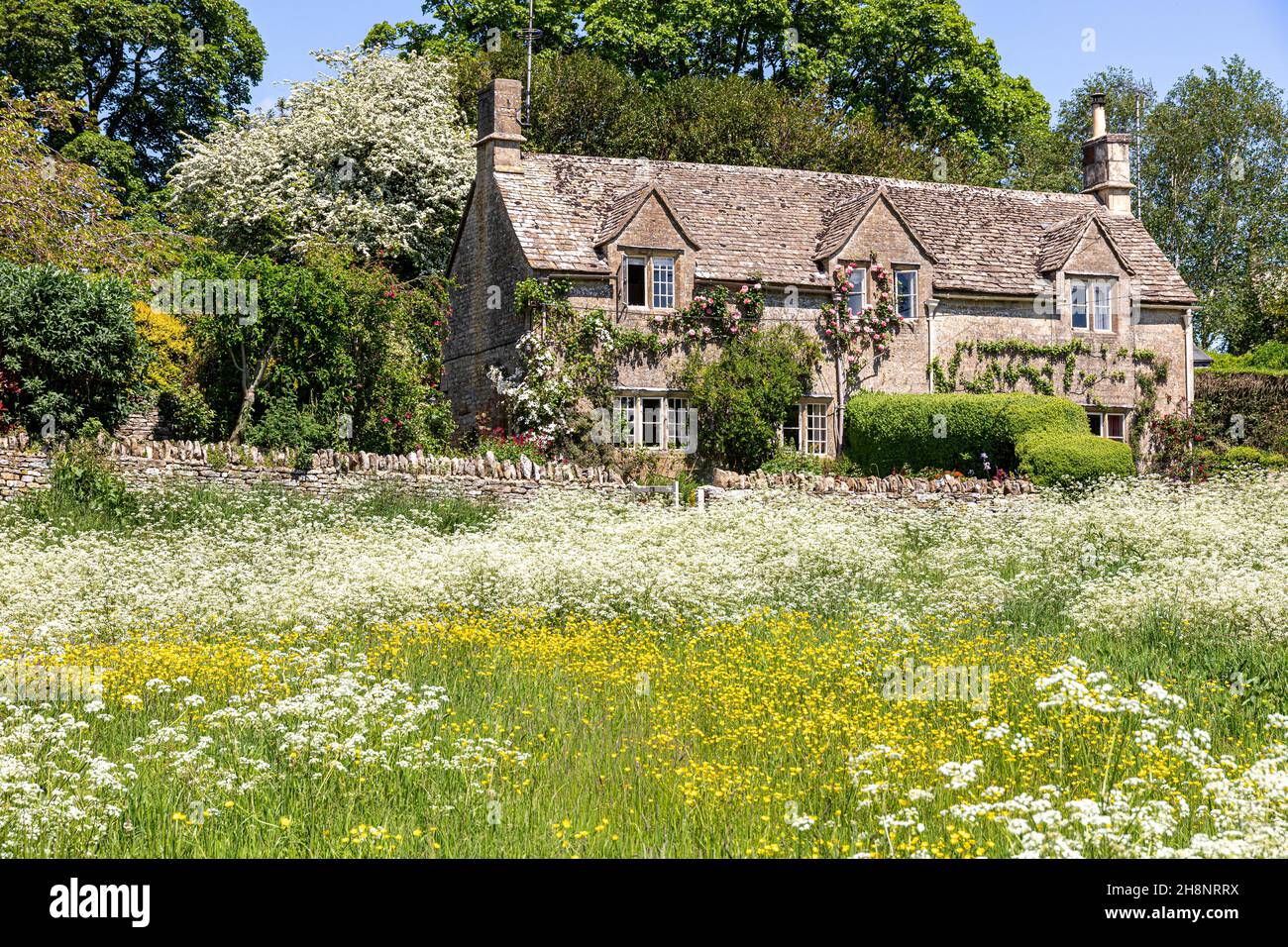 Buttercups flowering on the green in front of a traditional stone cottage in the Cotswold village of Hampnett, Gloucestershire UK Stock Photo
