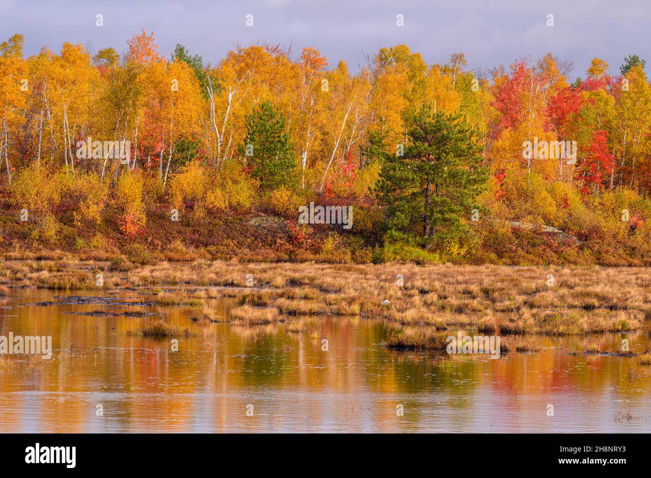 Biodiversity in the Sudbury Basin- Autumn trees and wetlands, Greater Sudbury, Ontario, Canada Stock Photo