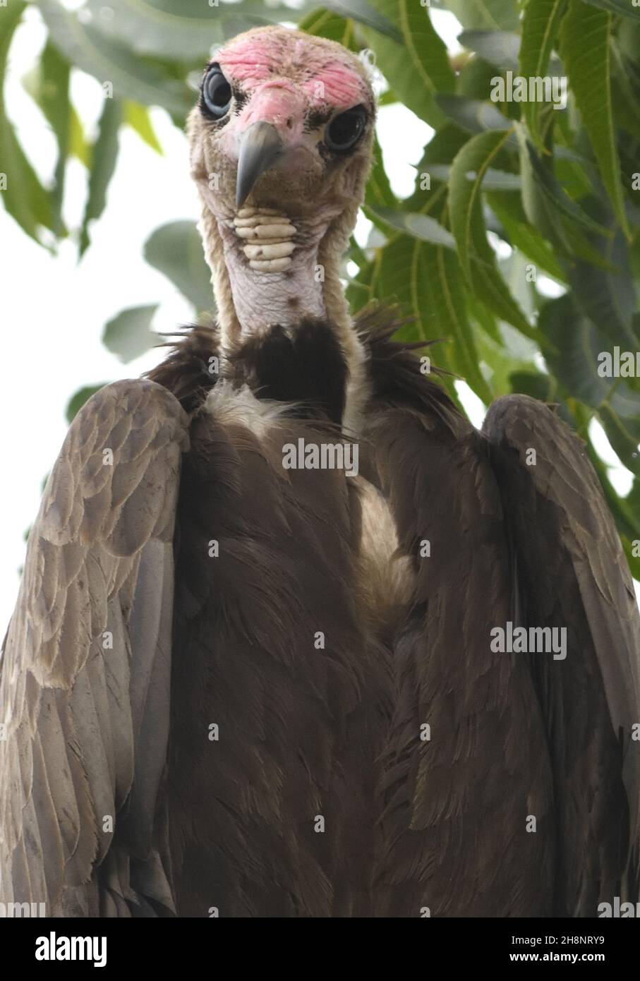 A hooded vulture  (Necrosyrtes monachus) sits in a tree. Lamin, The Republic of the Gambia. Stock Photo