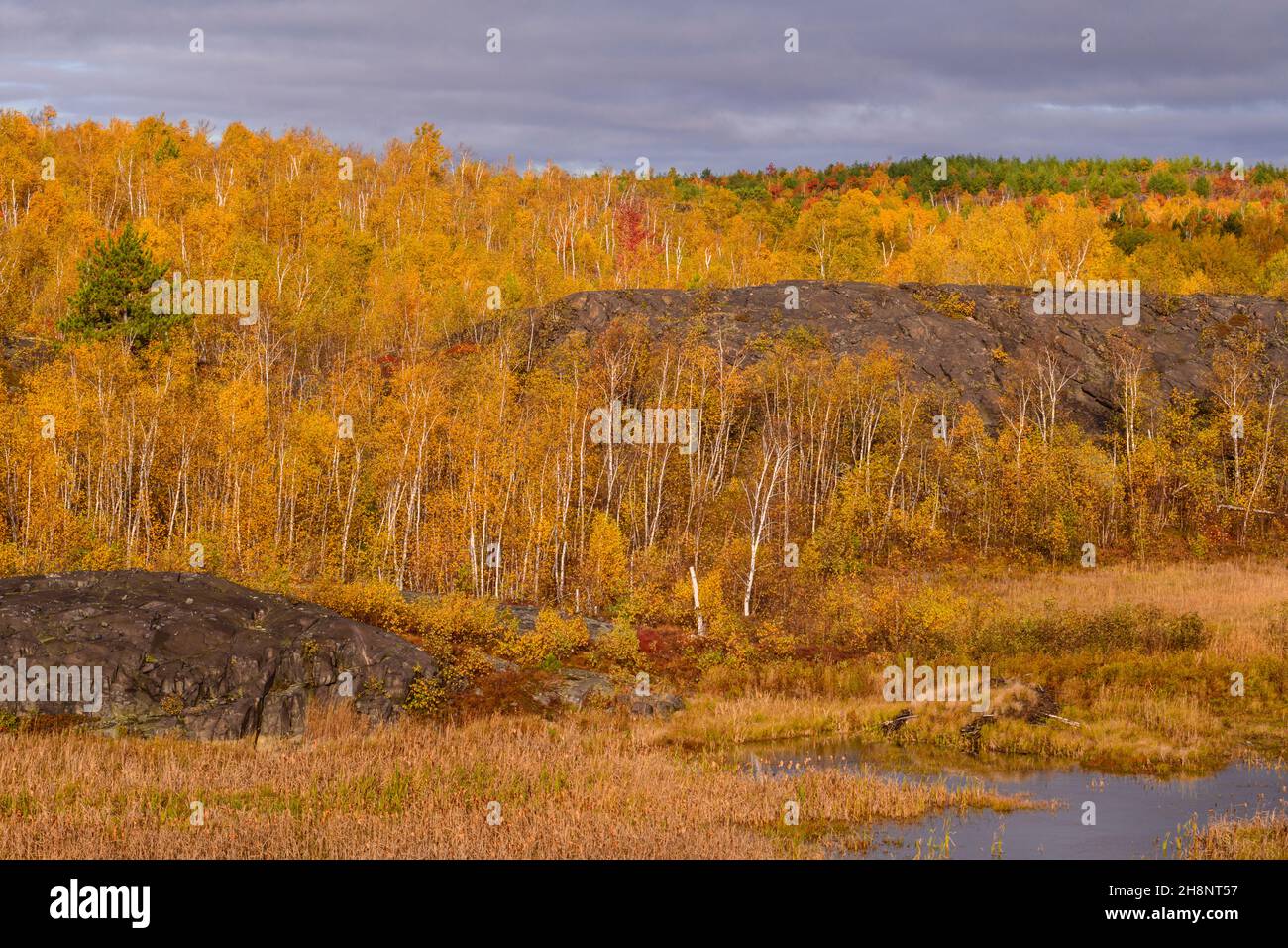 Biodiversity in the Sudbury Basin- Autumn trees and wetlands, Greater Sudbury, Ontario, Canada Stock Photo
