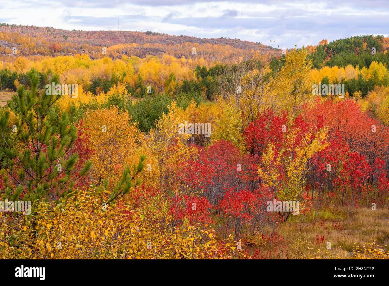 Biodiversity in the Sudbury Basin- Autumn trees and pines, Greater Sudbury, Ontario, Canada Stock Photo