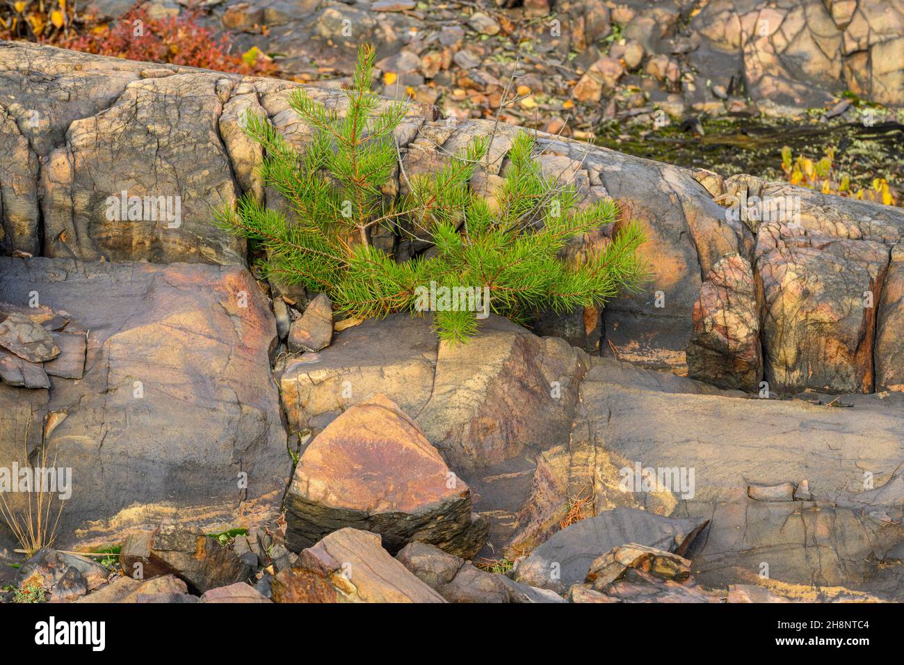Biodiversity in the Sudbury Basin Pine seedlings, Greater Sudbury