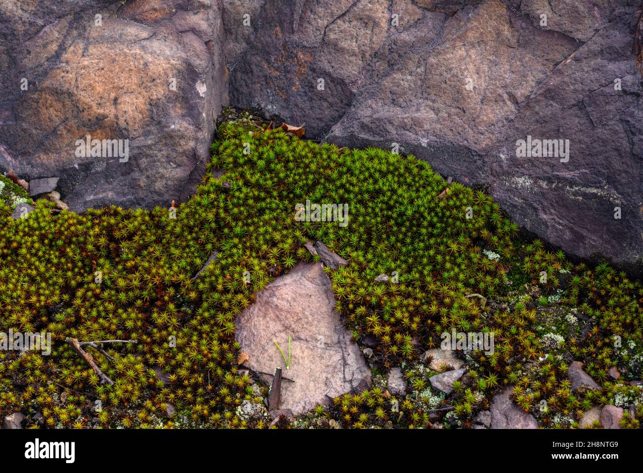 Biodiversity in the Sudbury Basin Rocks and mosses, Greater Sudbury