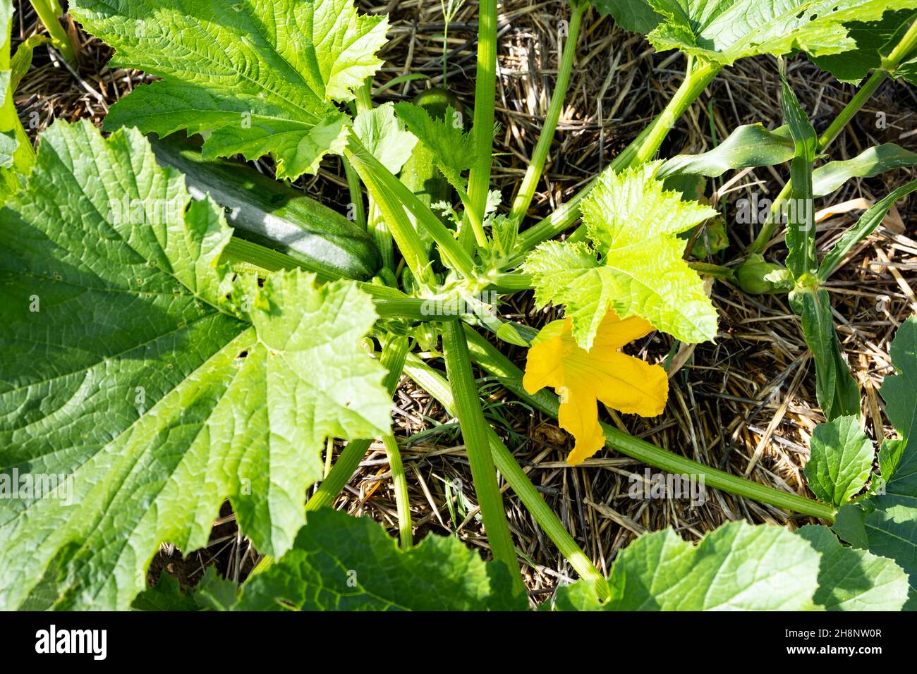 zucchini stalk with a fruit and a flower growing in a permaculture