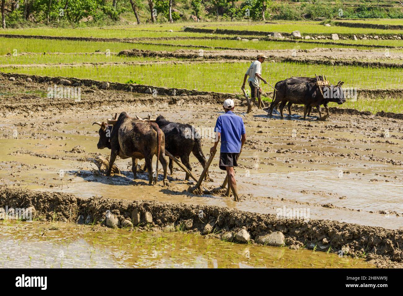 Nepalese farmers plow a muddy rice paddy with teams of oxen and  wooden plows in central Nepal. Stock Photo