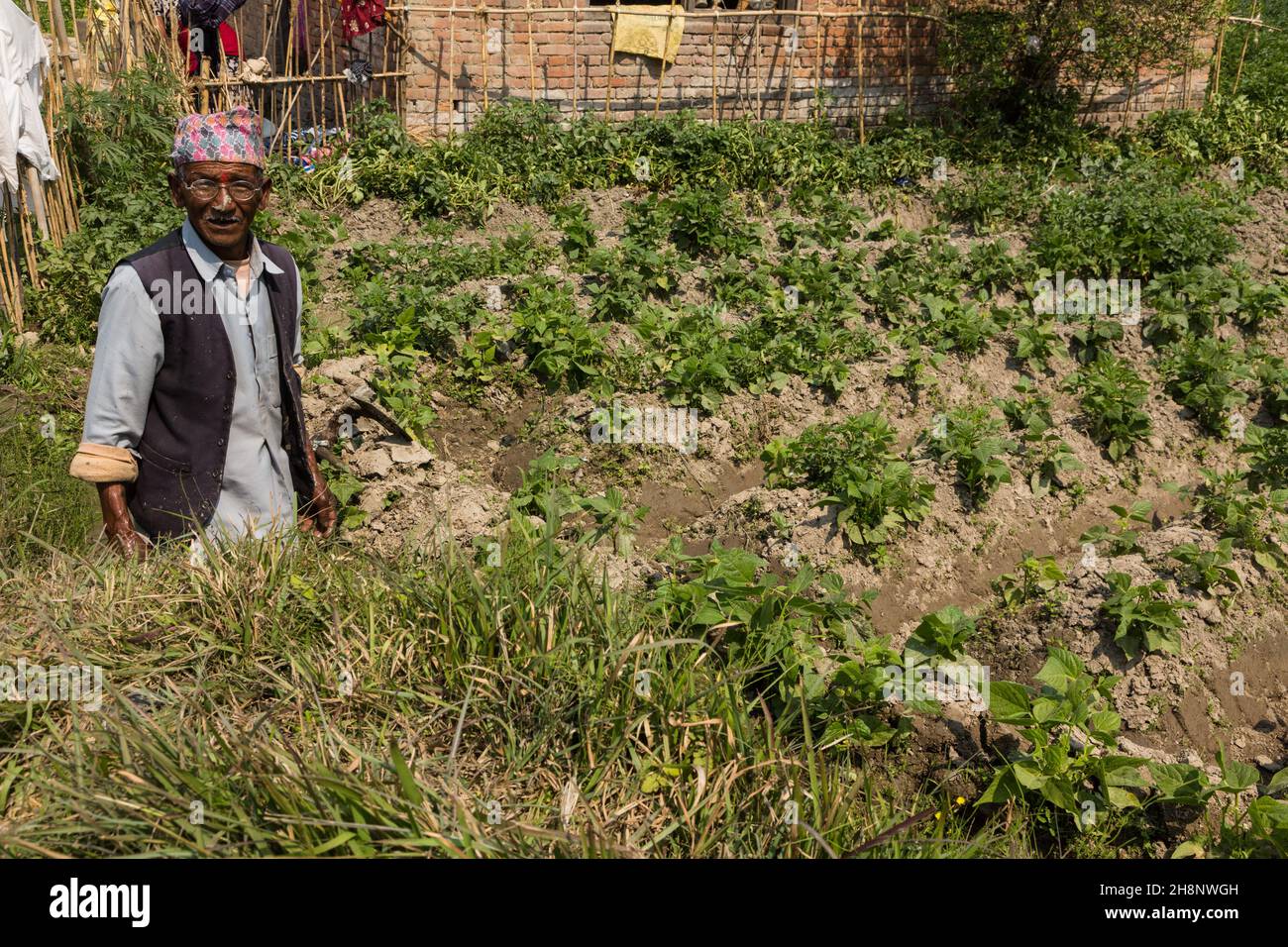 A Nepalese farmer wearing the traditional dhaka topi hat in his vegetable garden.  Bungamati, Nepal. Stock Photo
