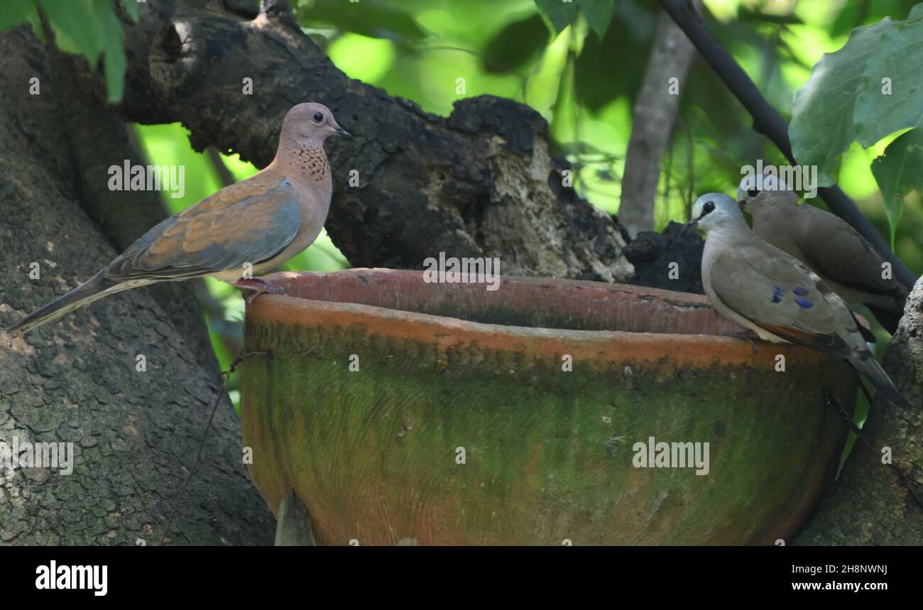A laughing dove (Spilopelia senegalensis, Streptopelia senegalensis) and two  black-billed wood doves (Turtur abyssinicus) coming to drink at a man-ma Stock Photo