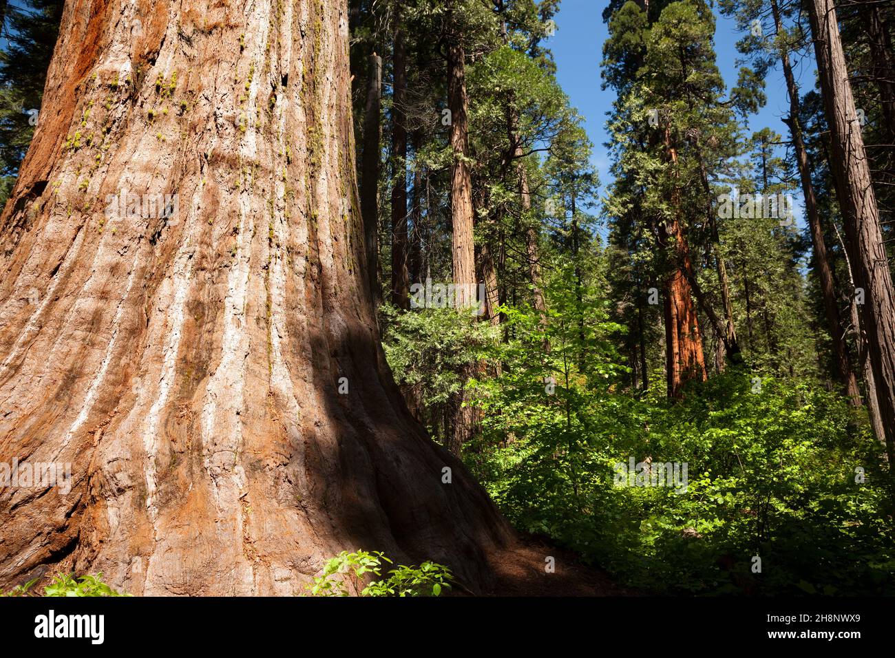 Big tree park natural. Arnold, California, USA Stock Photo Alamy