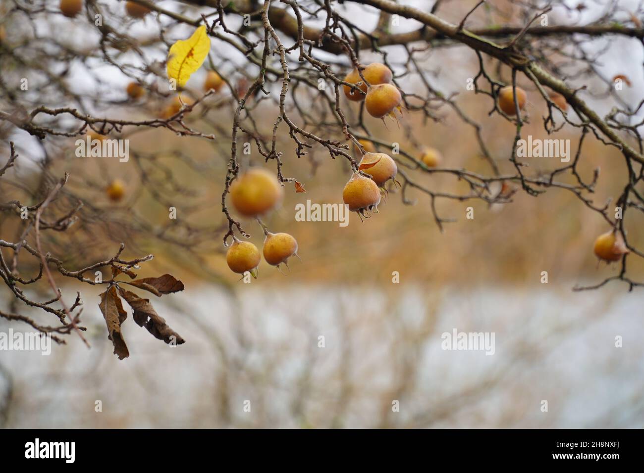 Edible medlar fruits (mespilus germanica, family rosaceae) on o medlar tree in december. Medlar fruit is available in winter, Mispel, Asperl, Esperl Stock Photo