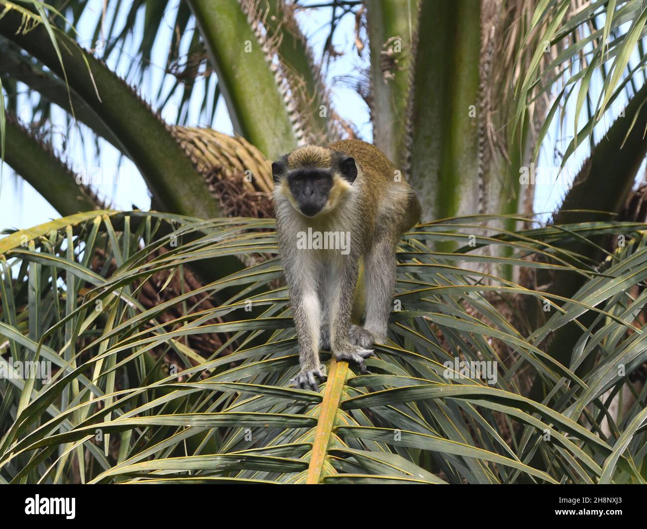 A green monkey or callithrix monkey (Chlorocebus sabaeus), also known as the sabaeus monkey walks down the leaf stalk, petiole, of a palm tree.  Farab Stock Photo