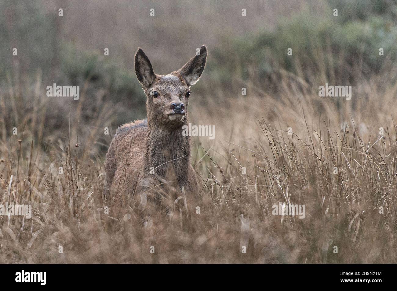 red deer female in long grass Stock Photo