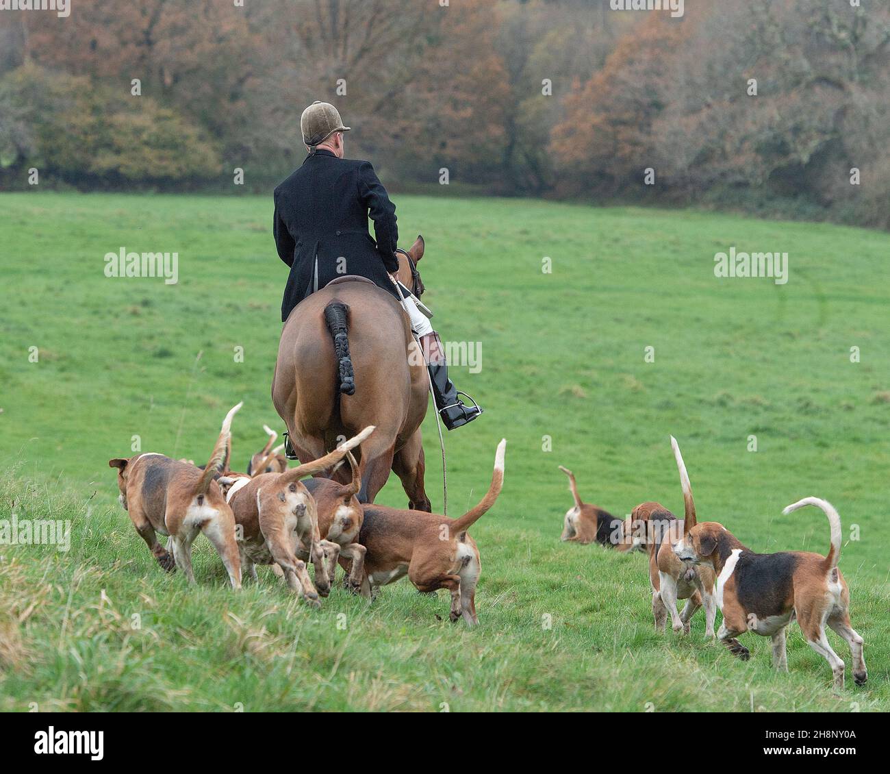 huntsman and his foxhounds Stock Photo