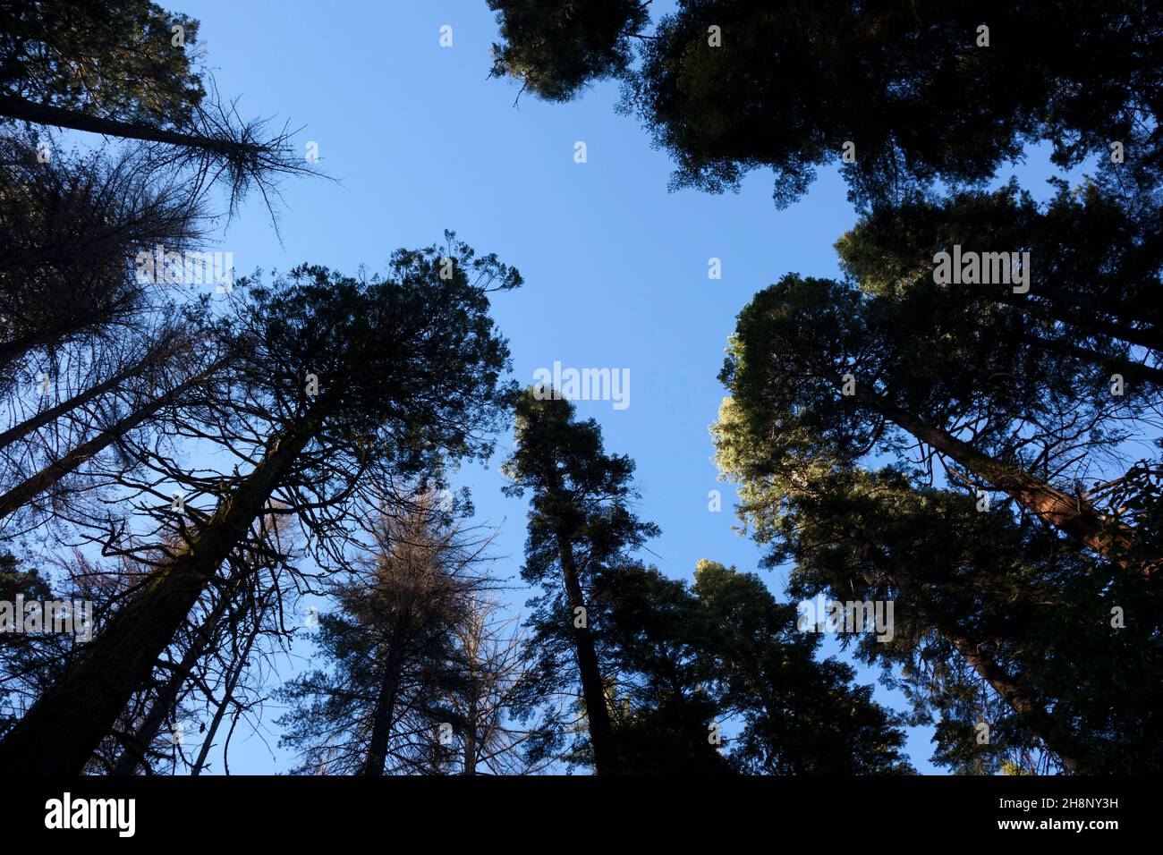 Big tree park natural. Arnold, California Stock Photo Alamy