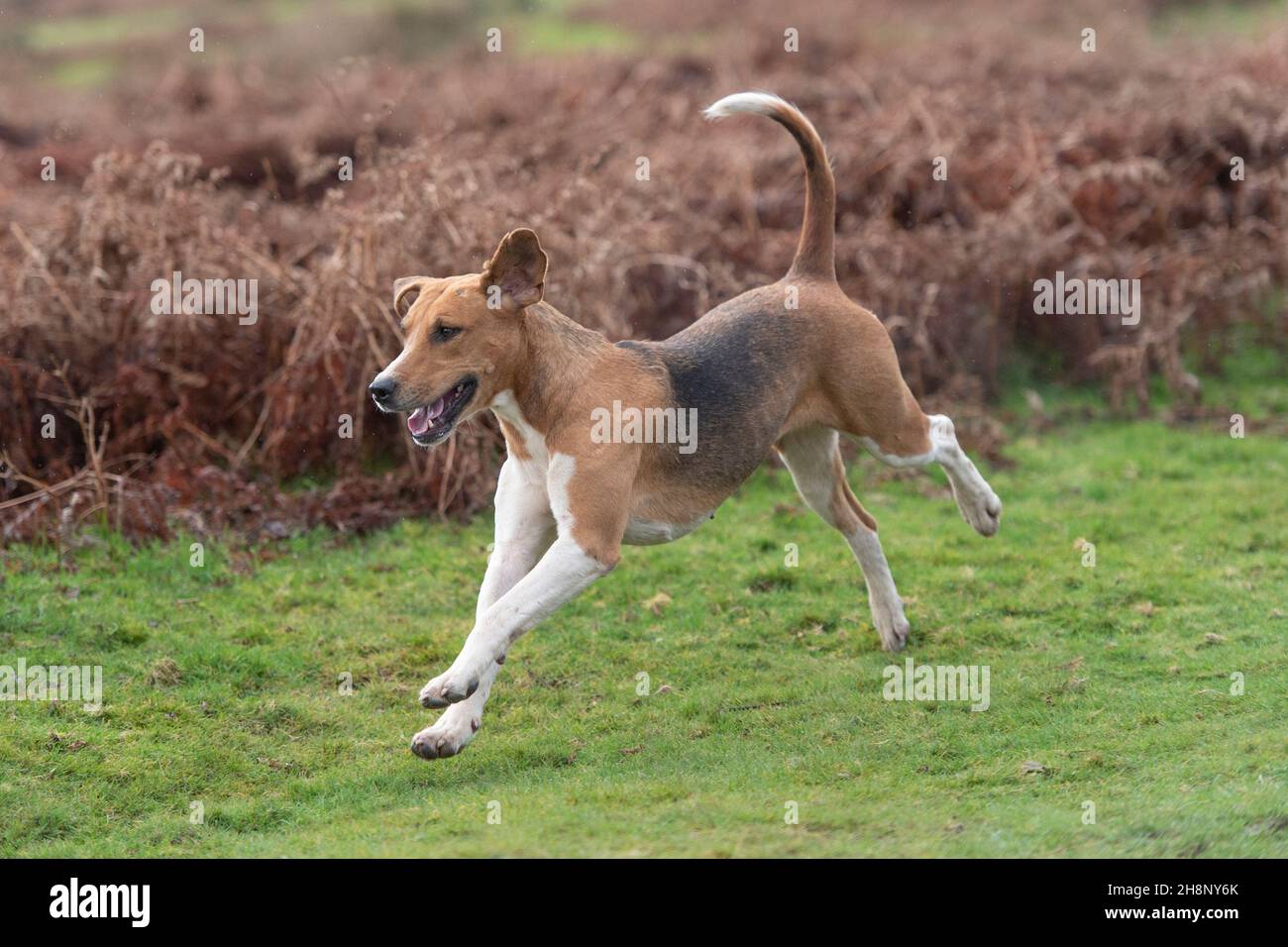 English Foxhound Stock Photo