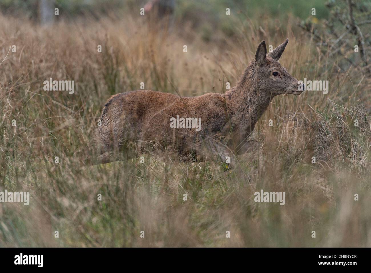 wild red deer hind Stock Photo Alamy