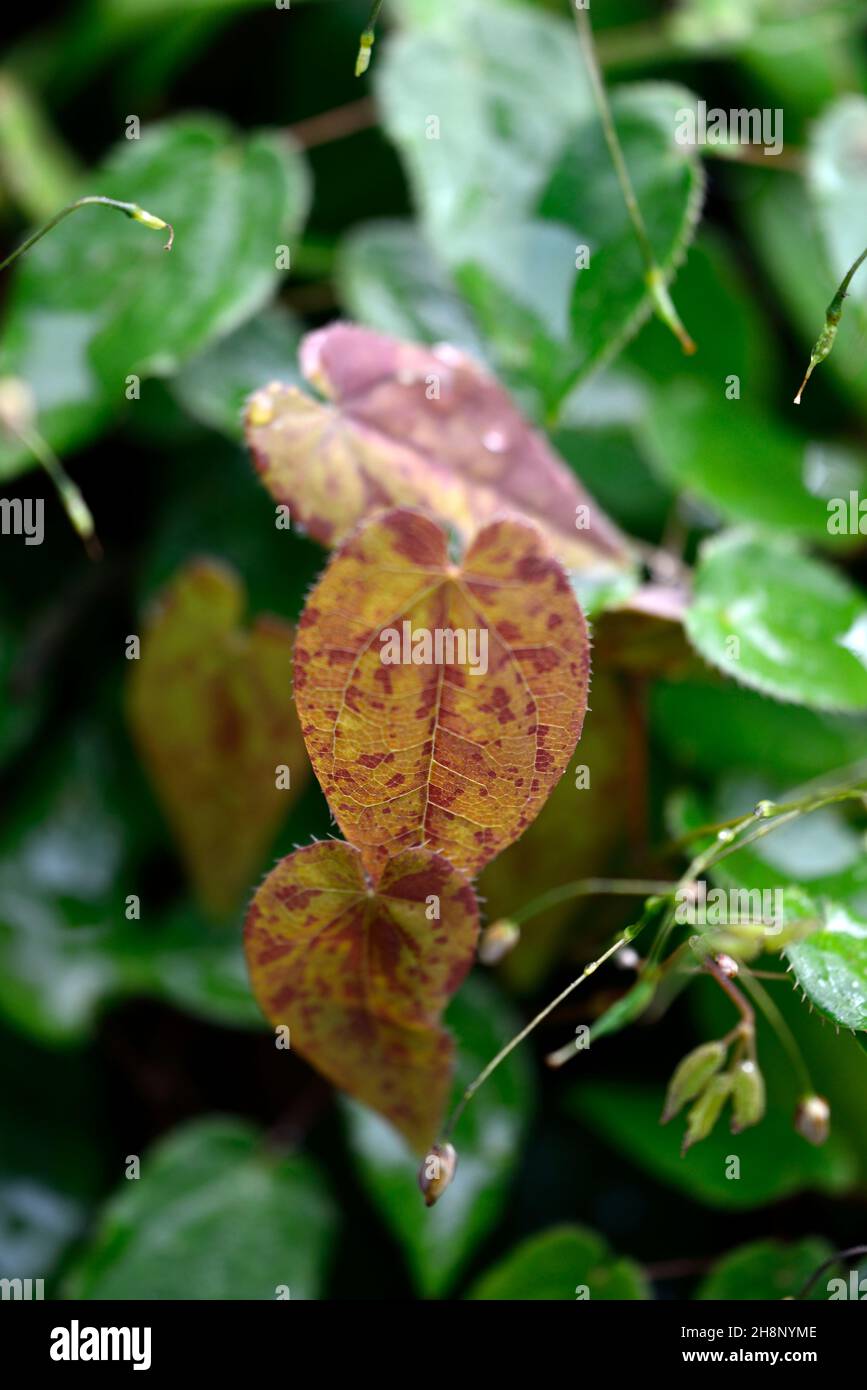 Epimedium Flowers of Sulphur,yellow,flowers,woodland,perennials barrenwort,shade,spring,shady