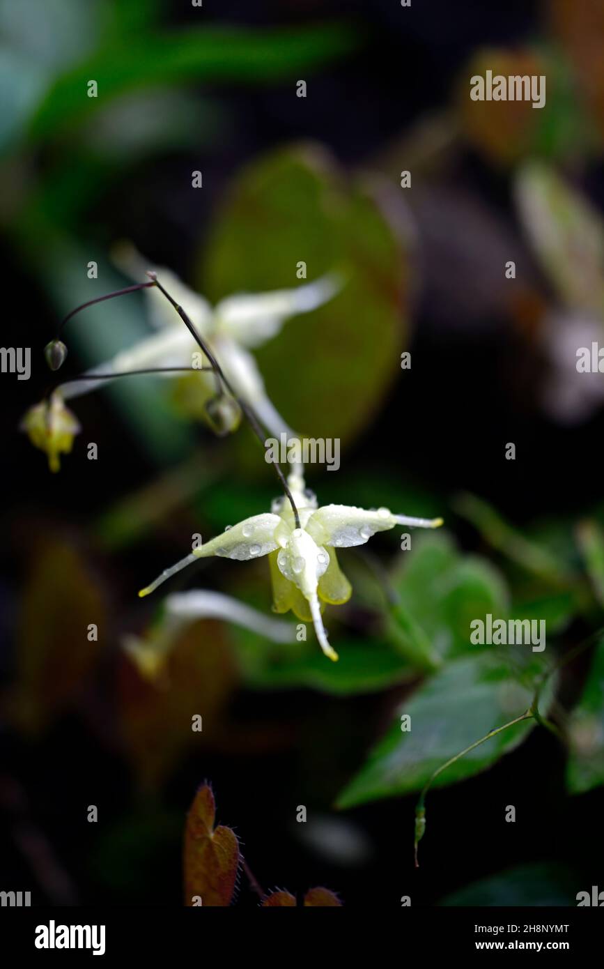 Epimedium Flowers of Sulphur,yellow,flowers,woodland,perennials barrenwort,shade,spring,shady
