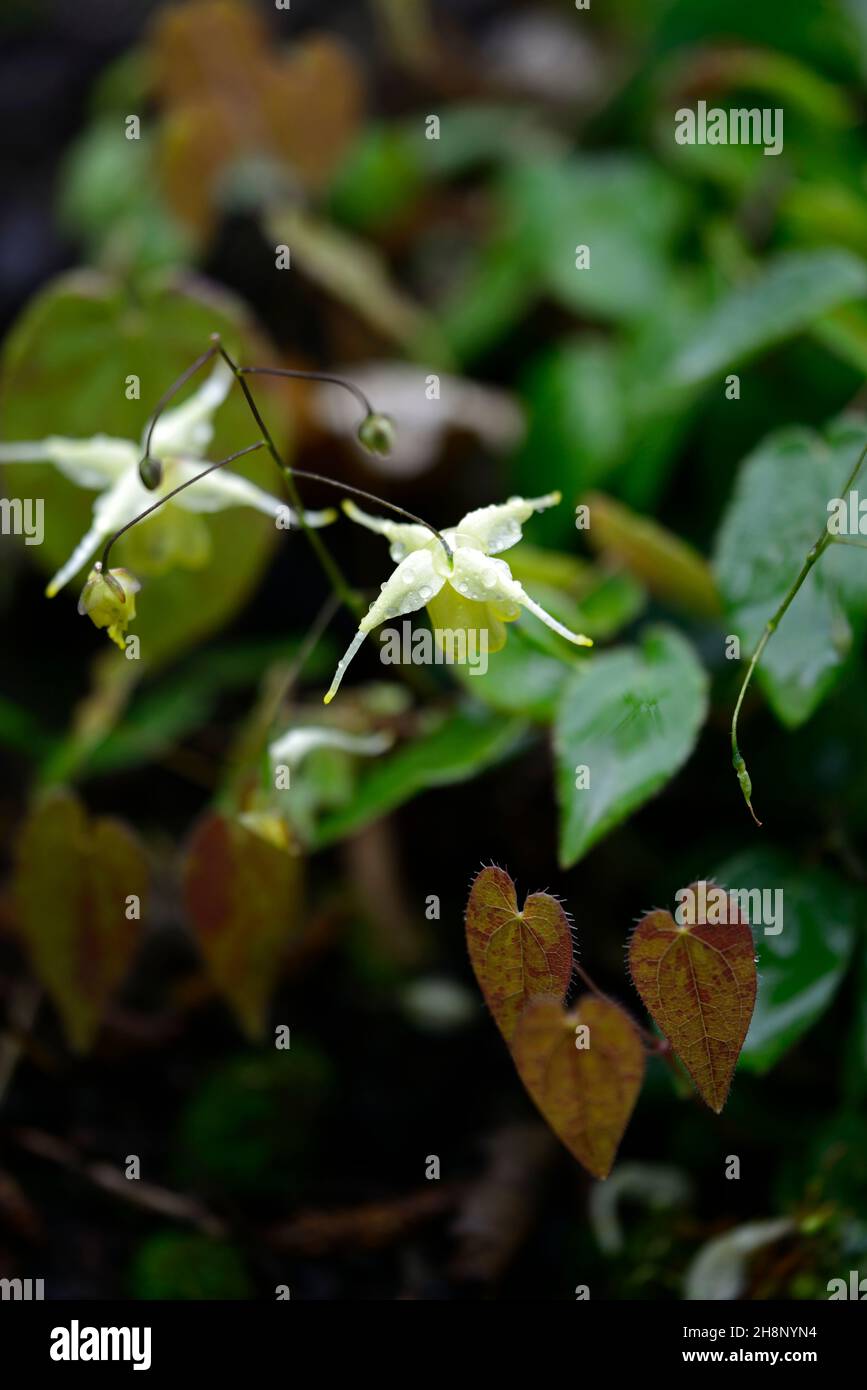 Epimedium Flowers of Sulphur,yellow,flowers,woodland,perennials barrenwort,shade,spring,shady