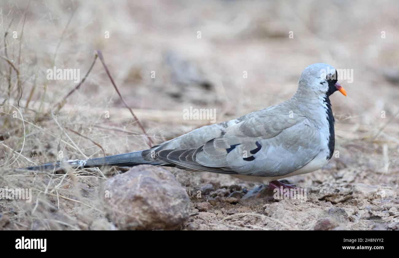 A namaqua dove (Oena capensis) foraging on the ground, as is its habit.  Tendaba, The Republic of the Gambia. Stock Photo