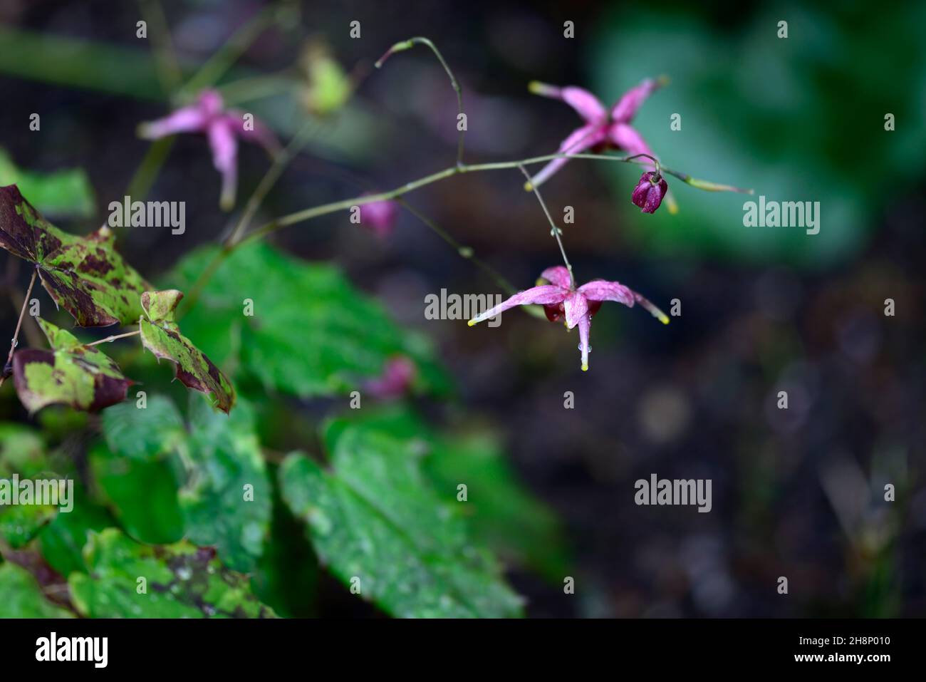 Epimedium William Stern Arrow Heart Shaped Foliageleavesattractive