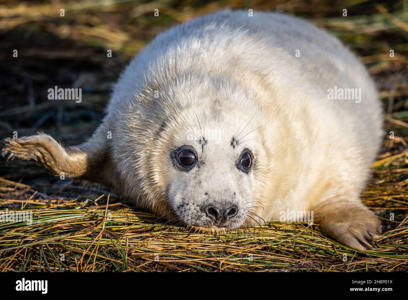 The grey seal is found on both shores of the North Atlantic Ocean. It is a large seal of the family Phocidae, which are commonly referred to as 'true Stock Photo