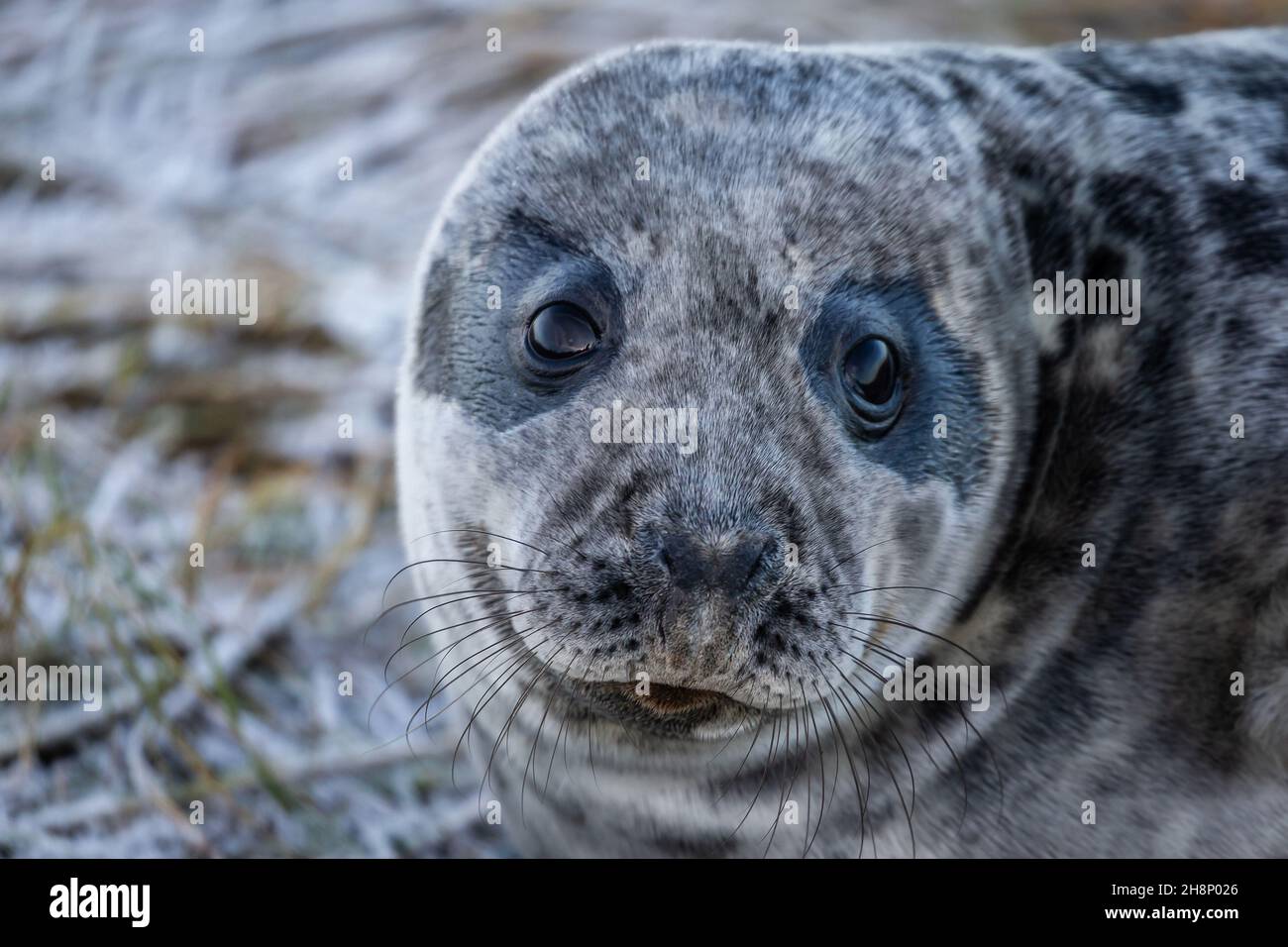 The grey seal is found on both shores of the North Atlantic Ocean. It is a large seal of the family Phocidae, which are commonly referred to as 'true Stock Photo