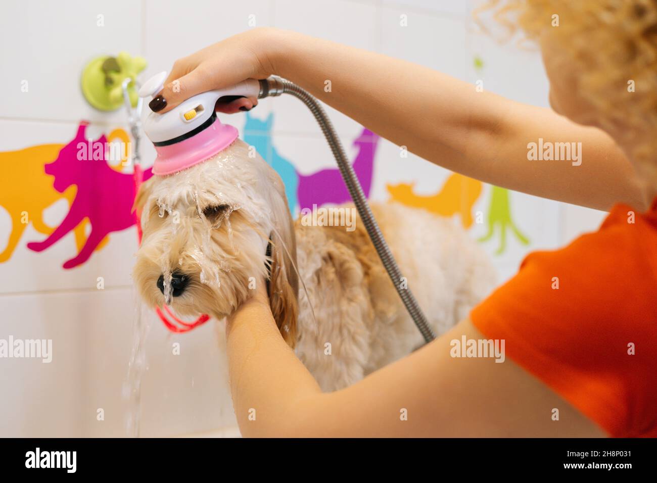 Close-up of female groomer washing head of obedient curly-haired Labradoodle dog with shower sprayer in bathtub at grooming salon. Stock Photo