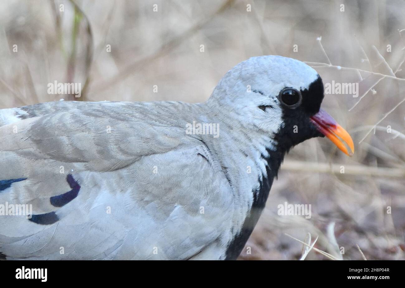 Close-up portrait of a namaqua dove (Oena capensis) foraging on the ground, as is its habit.  Tendaba, The Republic of the Gambia. Stock Photo